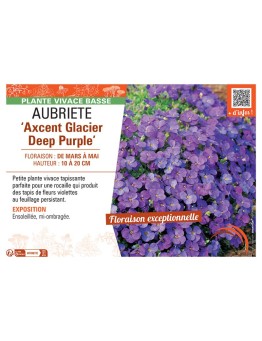 AUBRIETE AXCENT GLACIER DEEP PURPLE