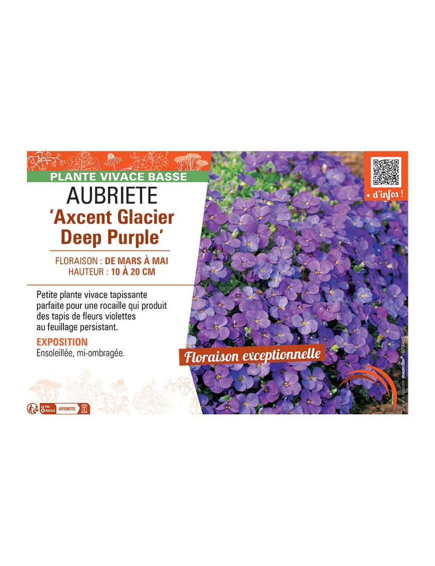 AUBRIETE AXCENT GLACIER DEEP PURPLE