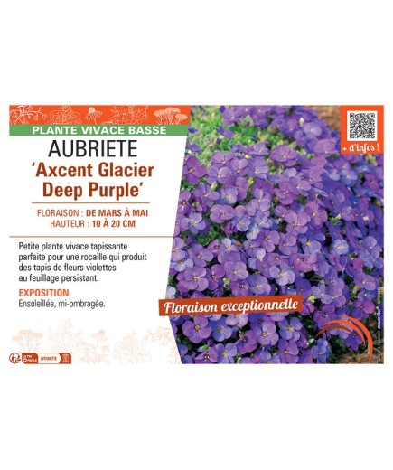 AUBRIETE AXCENT GLACIER DEEP PURPLE