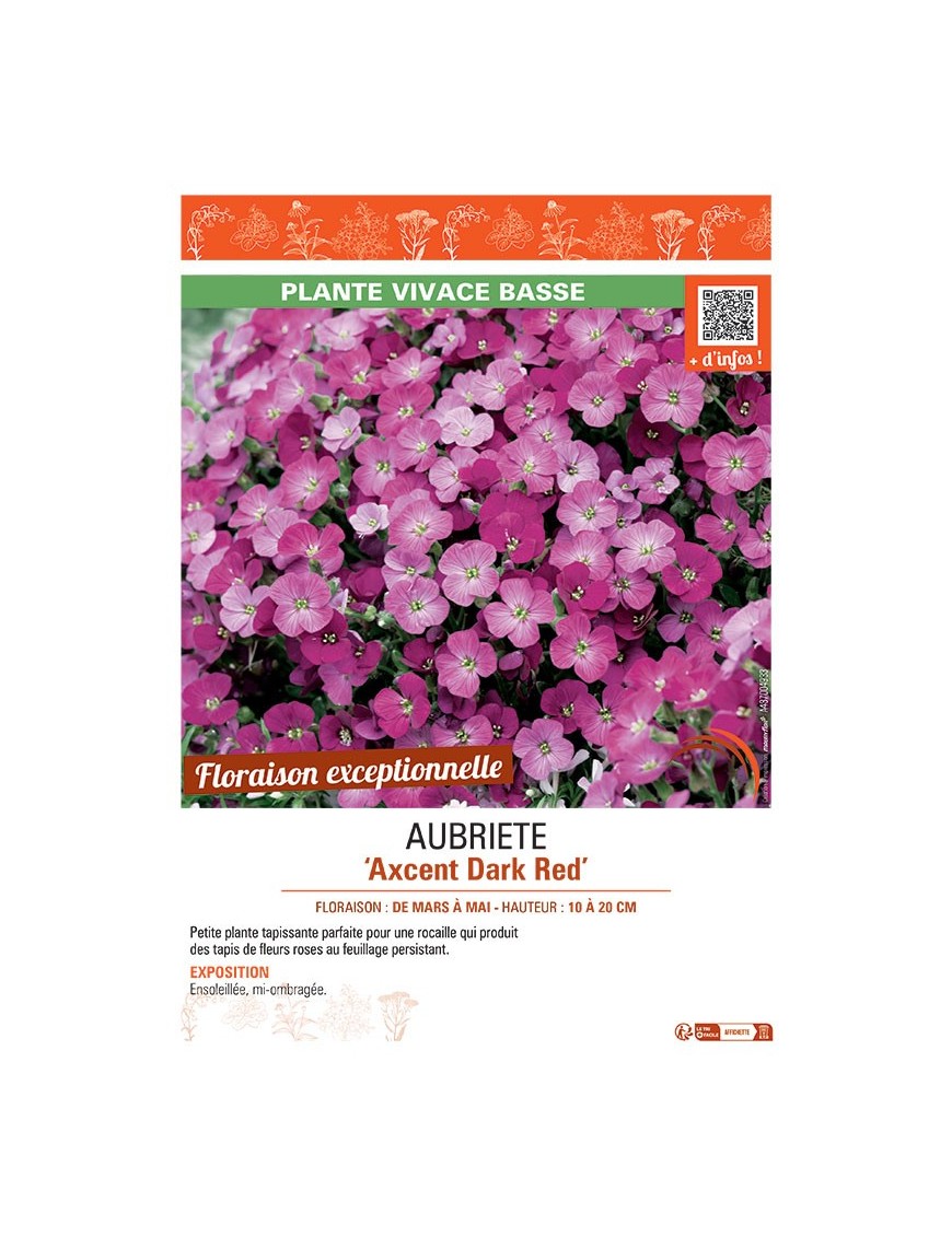 AUBRIETE AXCENT DARK RED
