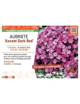 AUBRIETE AXCENT DARK RED