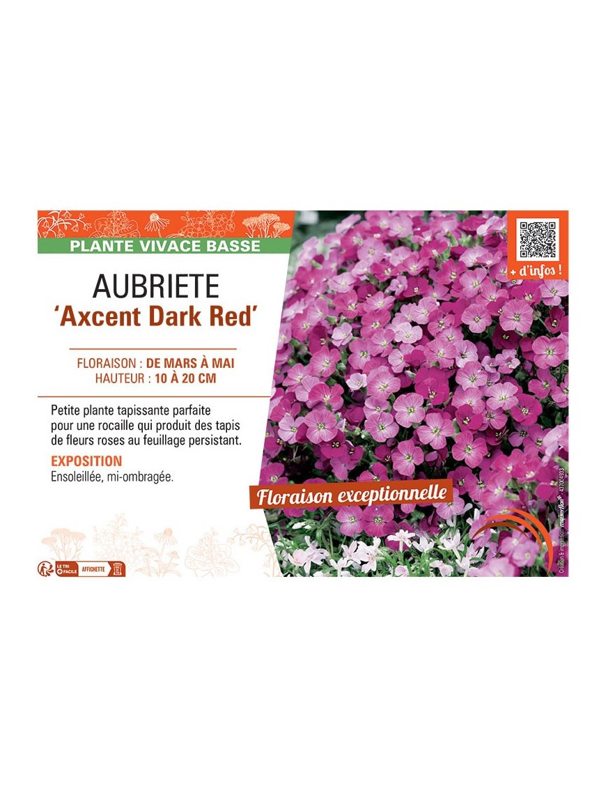 AUBRIETE AXCENT DARK RED