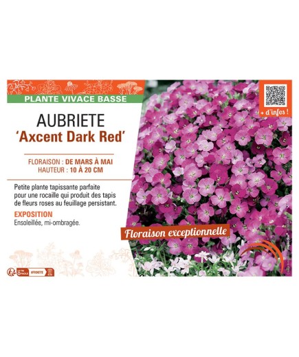 AUBRIETE AXCENT DARK RED