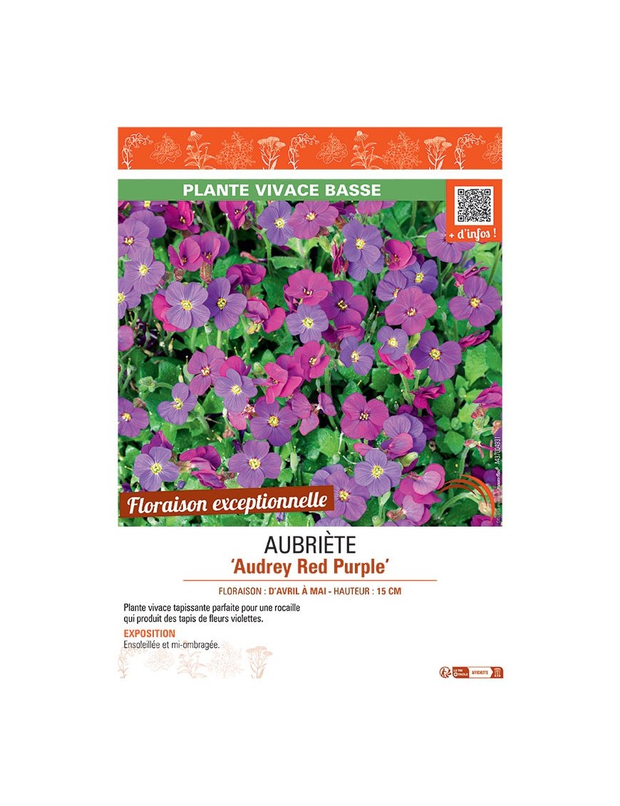 AUBRIETE AUDREY RED PURPLE