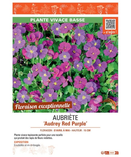 AUBRIETE AUDREY RED PURPLE