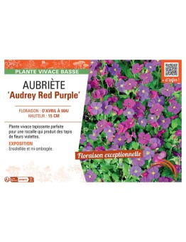 AUBRIETE AUDREY RED PURPLE