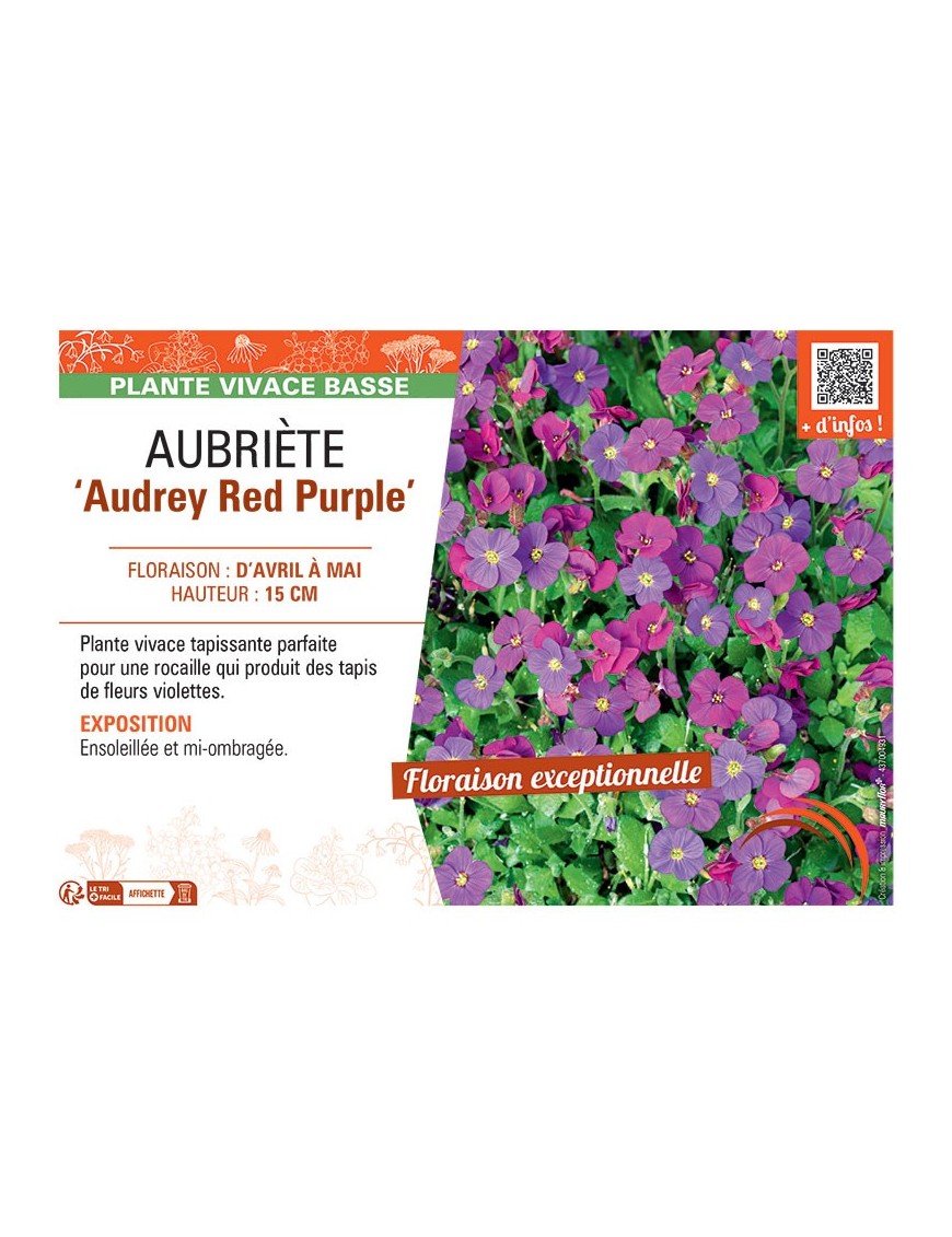 AUBRIETE AUDREY RED PURPLE
