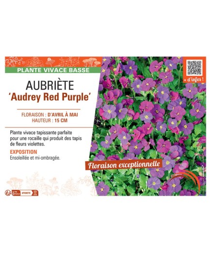 AUBRIETE AUDREY RED PURPLE