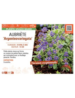 AUBRIETE ARGENTEOVARIEGATA