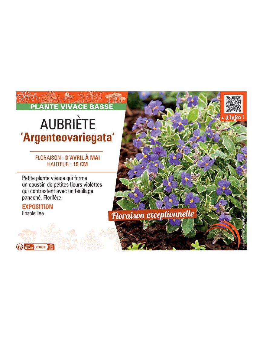 AUBRIETE ARGENTEOVARIEGATA