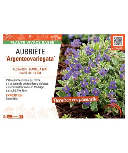 AUBRIETE ARGENTEOVARIEGATA