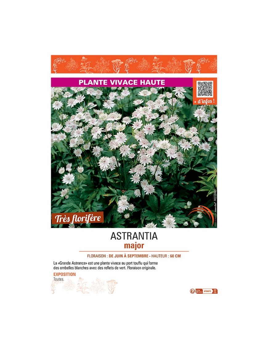 ASTRANTIA MAJOR