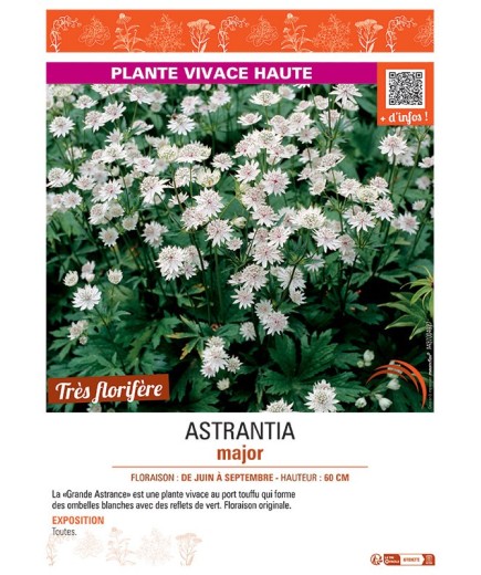 ASTRANTIA MAJOR