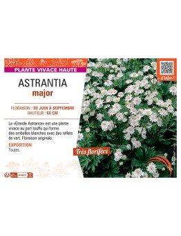 ASTRANTIA MAJOR