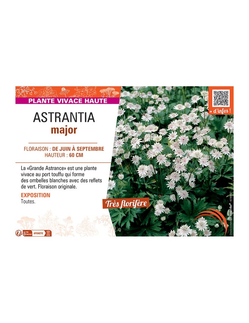 ASTRANTIA MAJOR