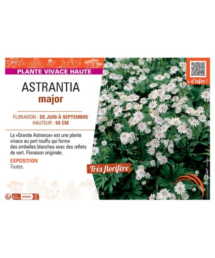 ASTRANTIA MAJOR