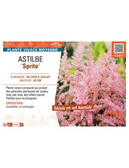 ASTILBE SPRITE
