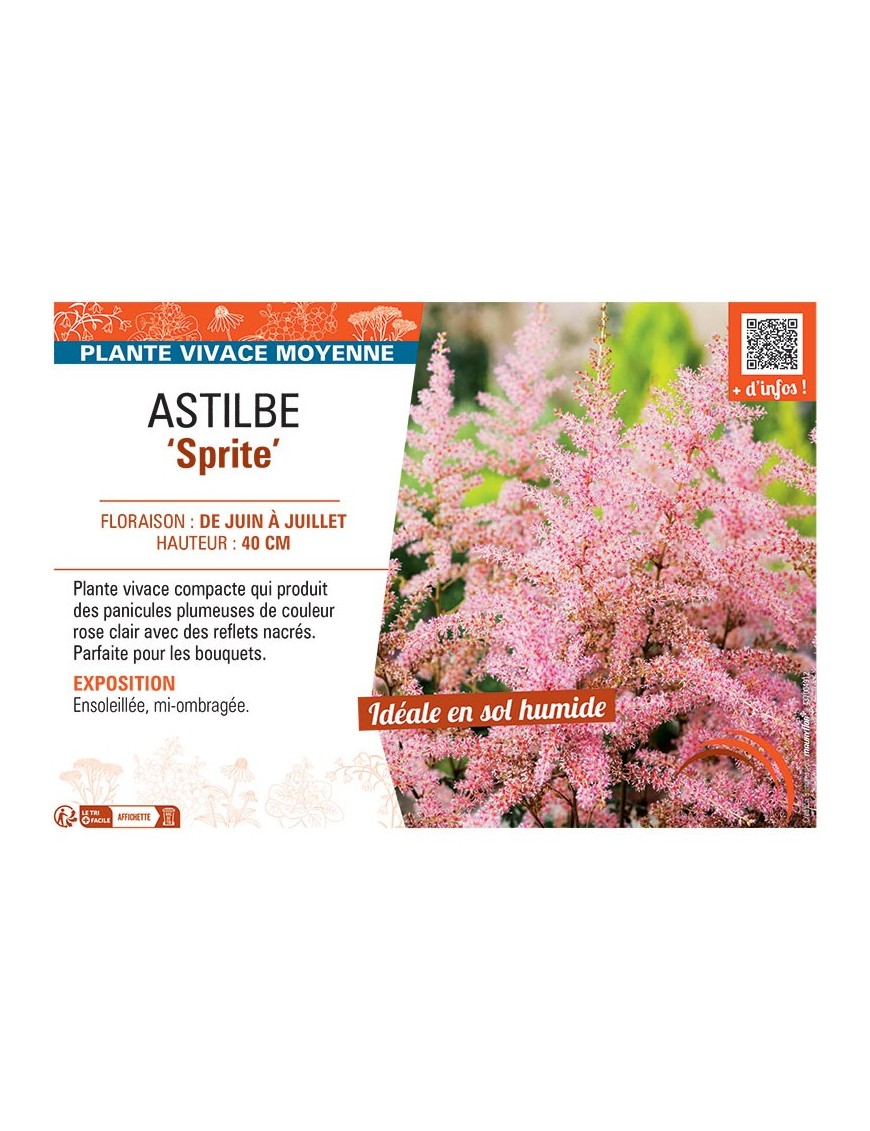 ASTILBE SPRITE
