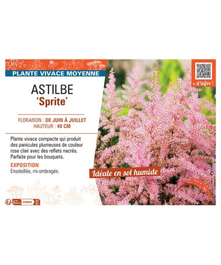 ASTILBE SPRITE