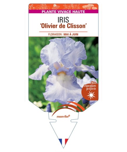 IRIS (germanica) Olivier de Clisson