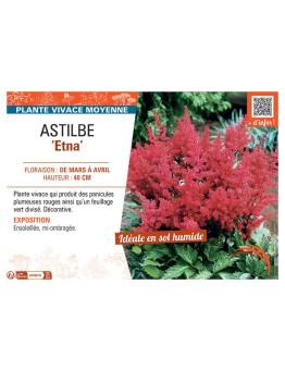 ASTILBE ETNA