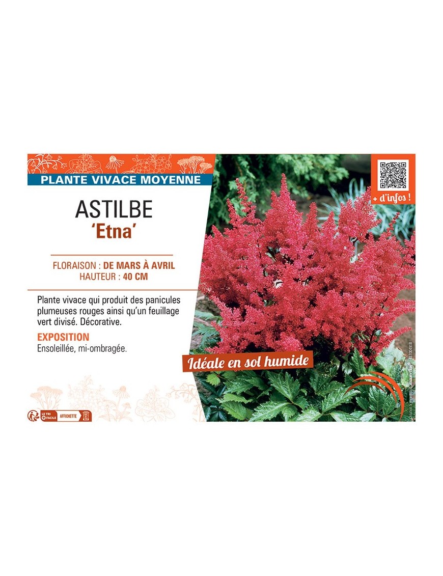 ASTILBE ETNA