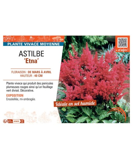 ASTILBE ETNA