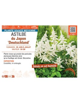 ASTILBE DU JAPON DEUTSCHLAND