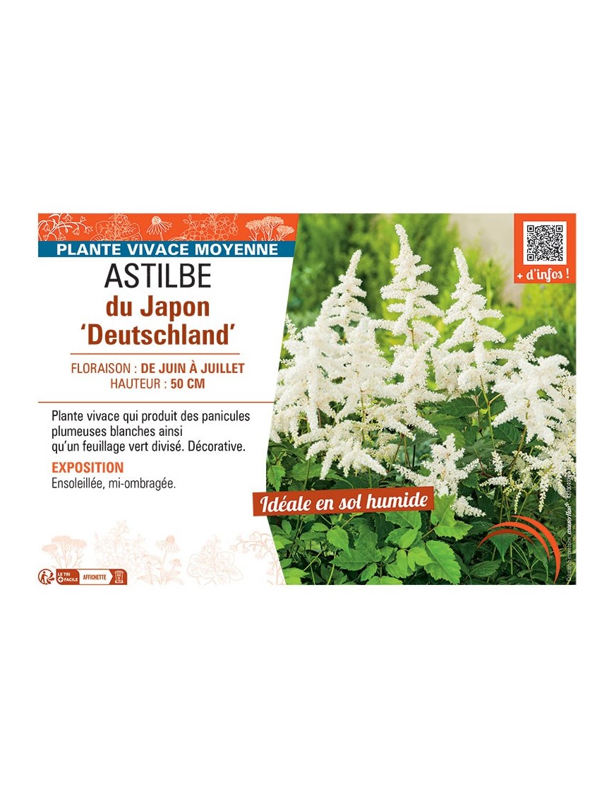 ASTILBE DU JAPON DEUTSCHLAND