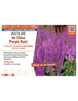 ASTILBE DE CHINE PURPLE RAIN