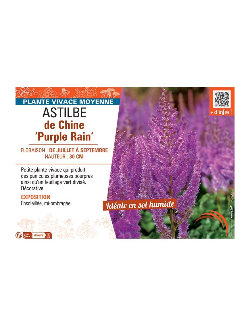 ASTILBE DE CHINE PURPLE RAIN