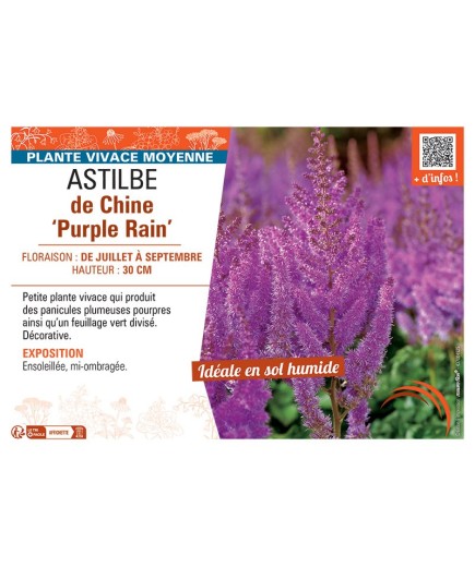 ASTILBE DE CHINE PURPLE RAIN