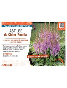 ASTILBE DE CHINE PUMILA