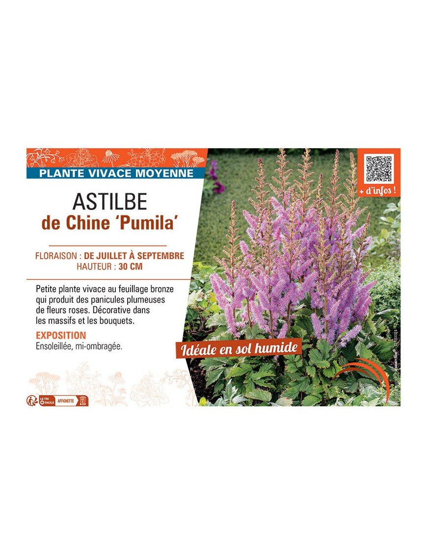 ASTILBE DE CHINE PUMILA