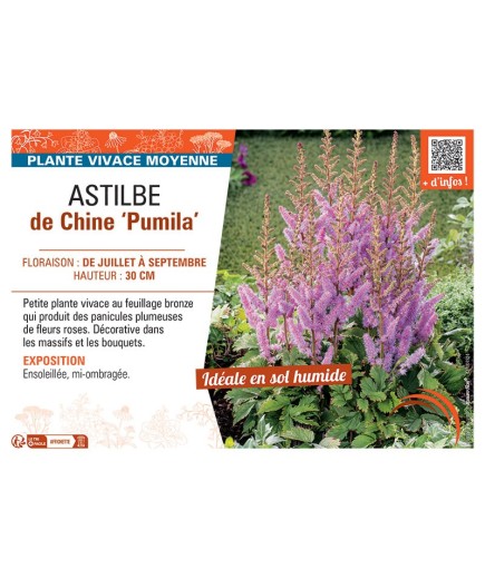 ASTILBE DE CHINE PUMILA