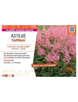 ASTILBE CATTLEYA