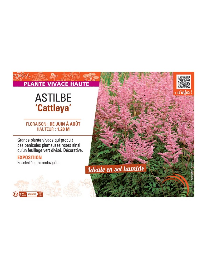 ASTILBE CATTLEYA