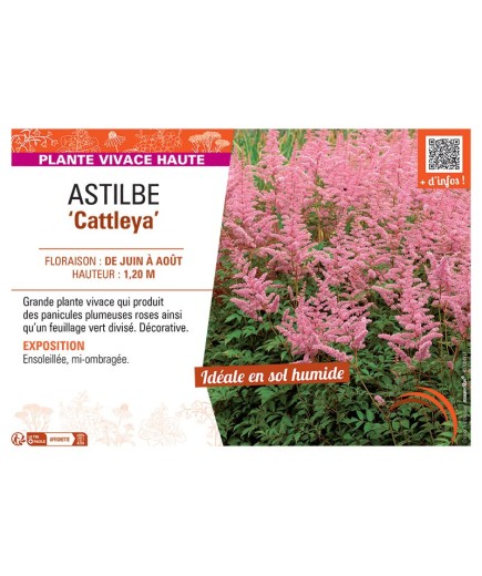 ASTILBE CATTLEYA
