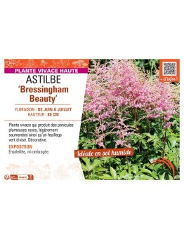 ASTILBE BRESSINGHAM BEAUTY