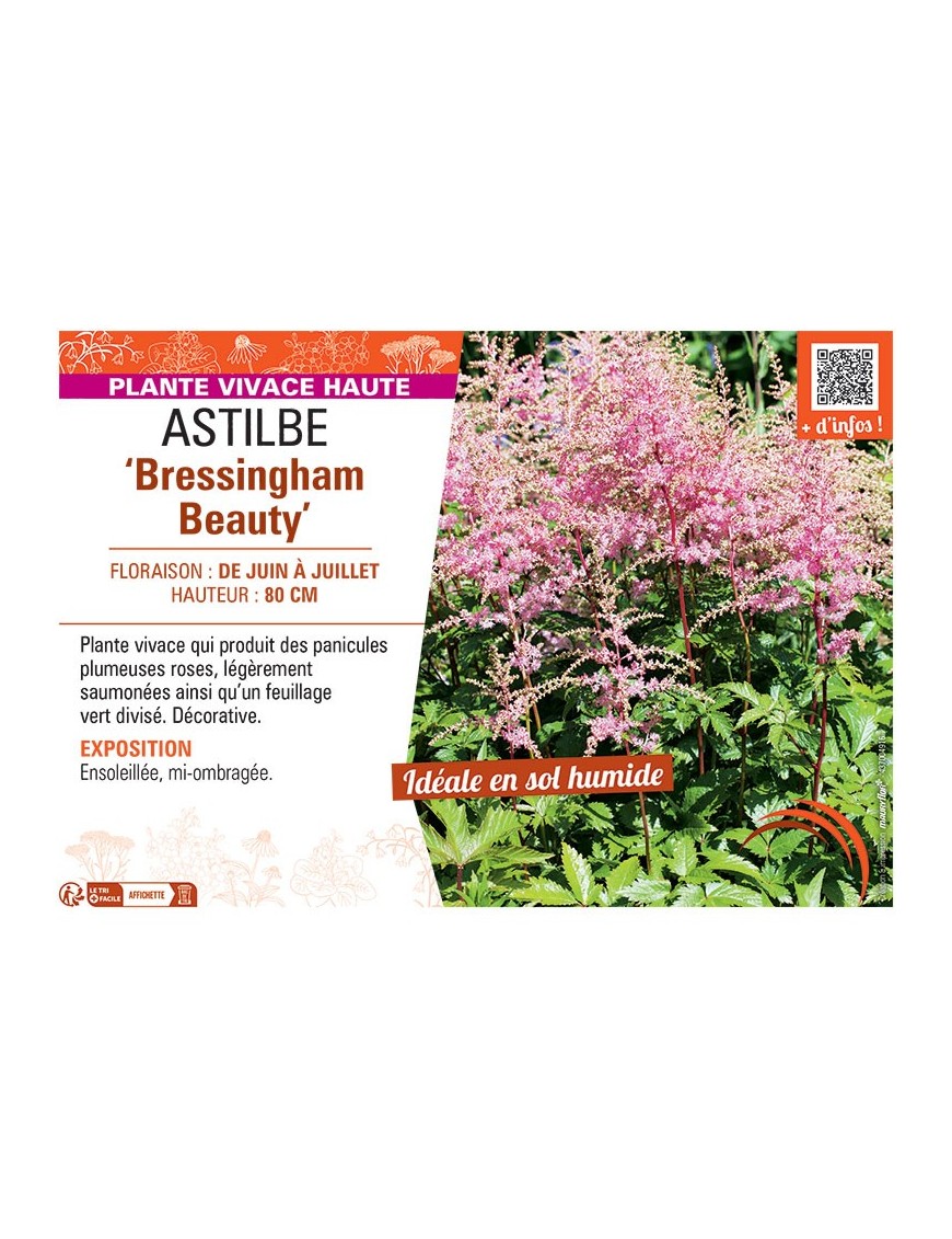ASTILBE BRESSINGHAM BEAUTY