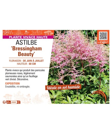 ASTILBE BRESSINGHAM BEAUTY
