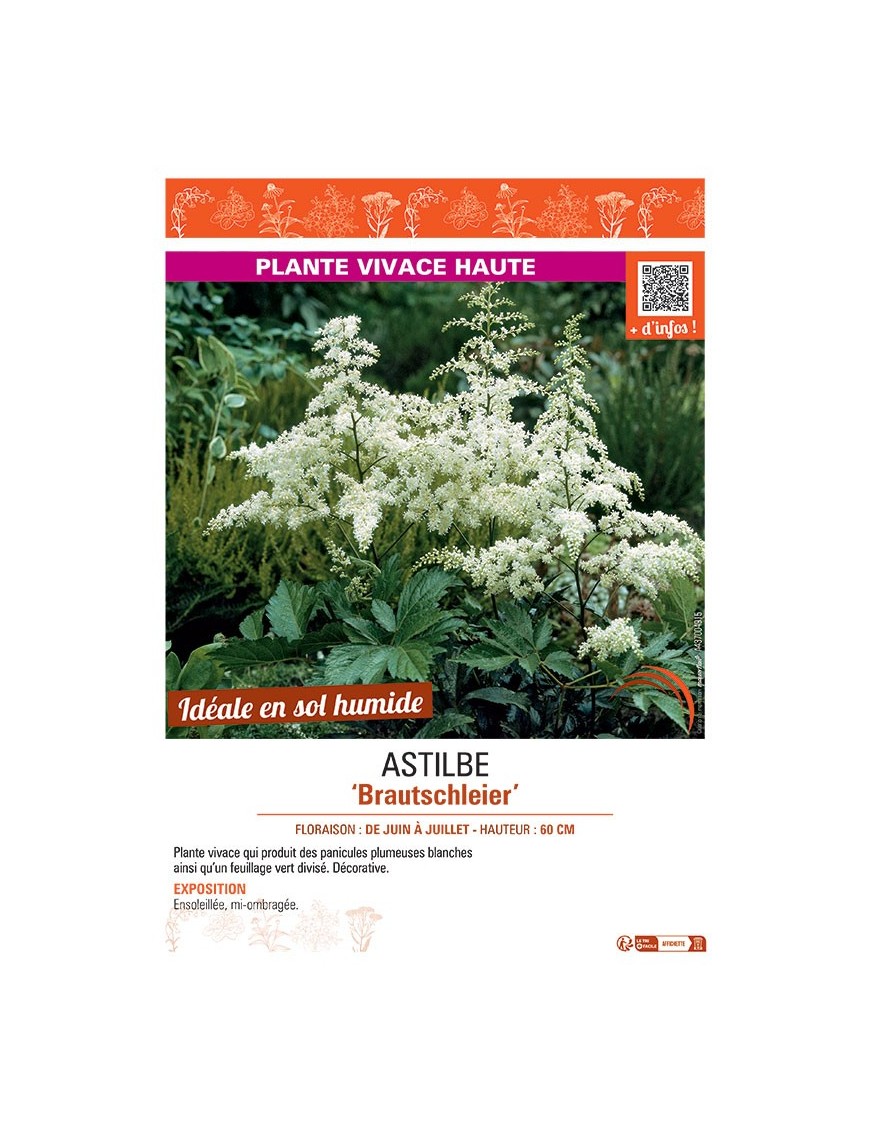 ASTILBE BRAUTSCHLEIER