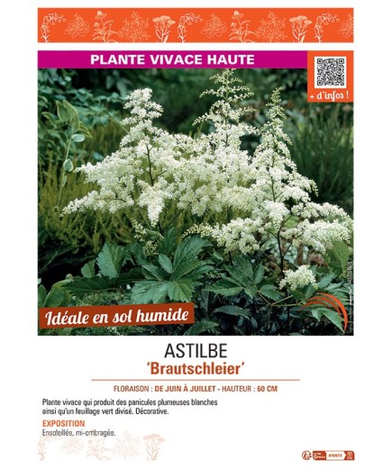 ASTILBE BRAUTSCHLEIER