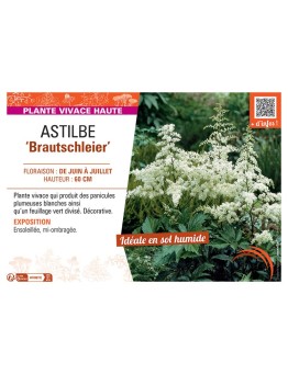 ASTILBE BRAUTSCHLEIER