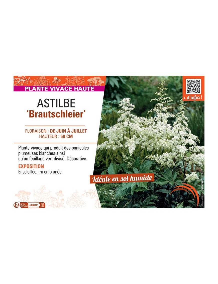 ASTILBE BRAUTSCHLEIER