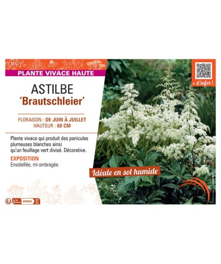 ASTILBE BRAUTSCHLEIER
