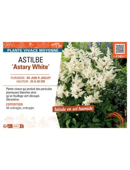 ASTILBE ASTARY WHITE