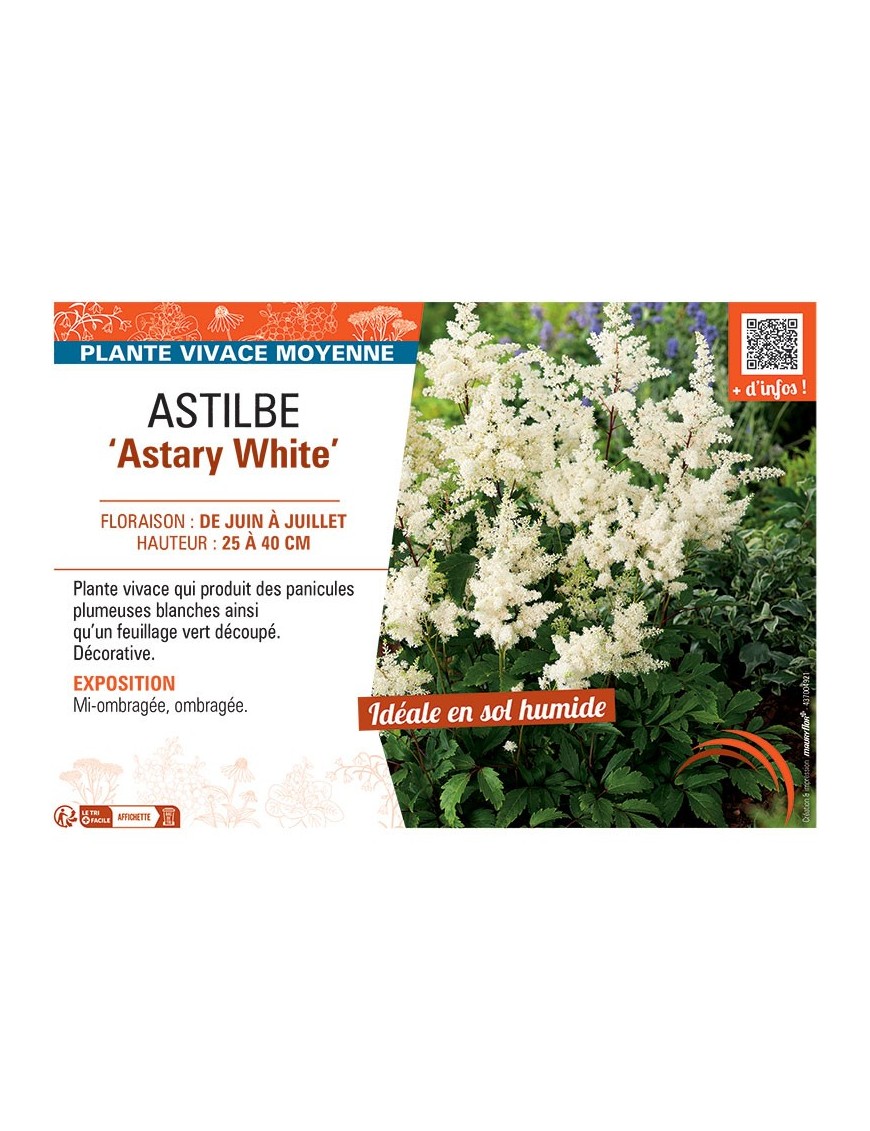 ASTILBE ASTARY WHITE