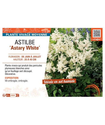 ASTILBE ASTARY WHITE