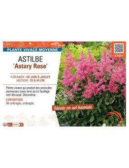 ASTILBE ASTARY ROSE